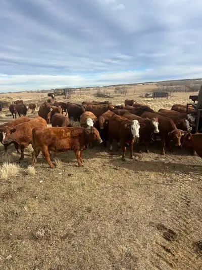 81 Bred heifers for sale bred to purebred red Angus bulls due to start calving In February $7450 eac...