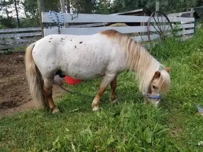 AMHA/AMHR Miniature Appaloosa stallion., View more