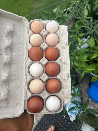 BYM hatching eggs, View more