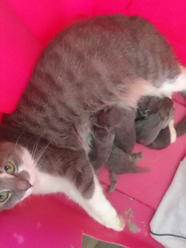 5 beautiful kittens for sale (ALL GREY RUSSIAN BLUE) in Cats & Kittens for Rehoming in City of Toronto - Image 2