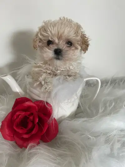 Maltipoo puppy, View more