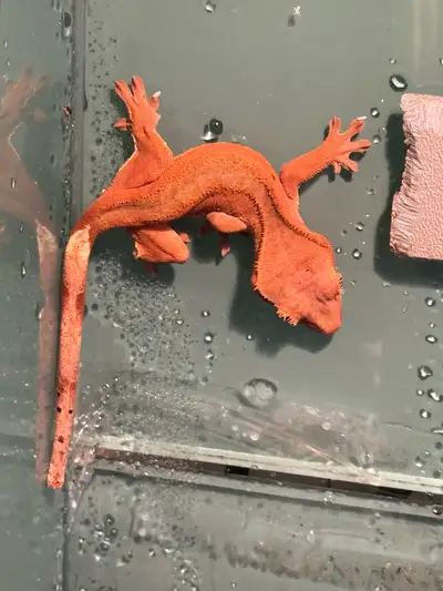 Fancy Morph Crested Gecko. Approximately 8 months old Prices firm. No cage or accessories included.