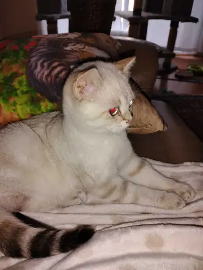 Boy British Shorthair Kitten, View more