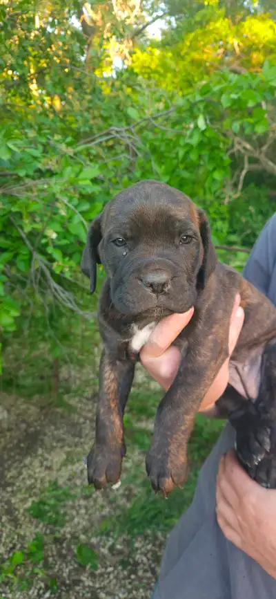 Purebred Cane Corso, View more
