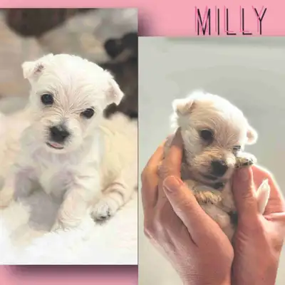 Gorgeous Westie / Cairn Terrier Babies!, View more