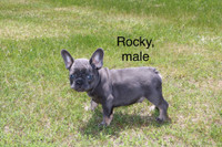 Male French Bulldog puppies ( ckc registered )