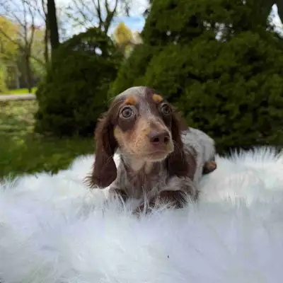 Beautiful Miniature Long-Haired Dachshund Puppy - last one, View more