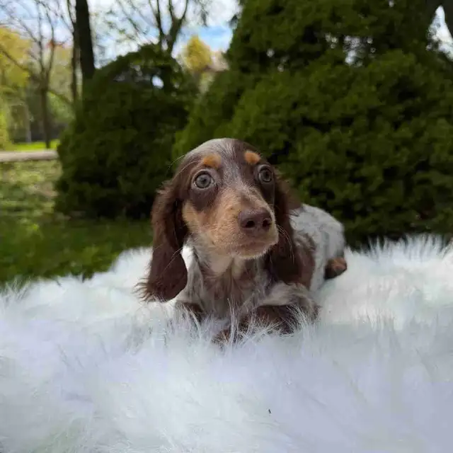 Beautiful Miniature Long-Haired Dachshund Puppy - last one in Dogs & Puppies for Rehoming in City of Toronto - Image 2