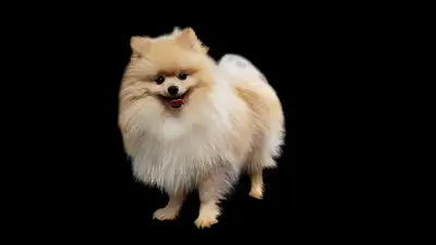 Pomeranian pups, View more