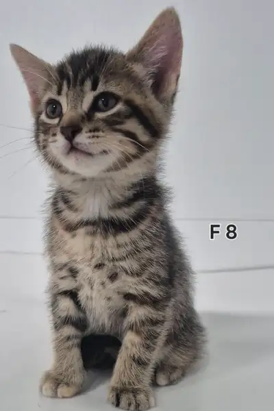 The perfect Hypoallergenic kittens ready now, View more
