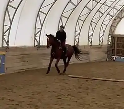 show jumper for sale , View more