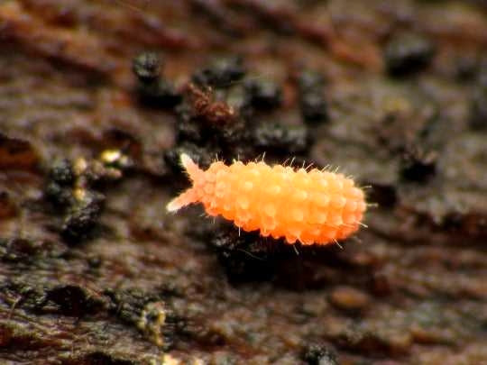 Tropical White and Orange Springtails  in Livestock in Calgary