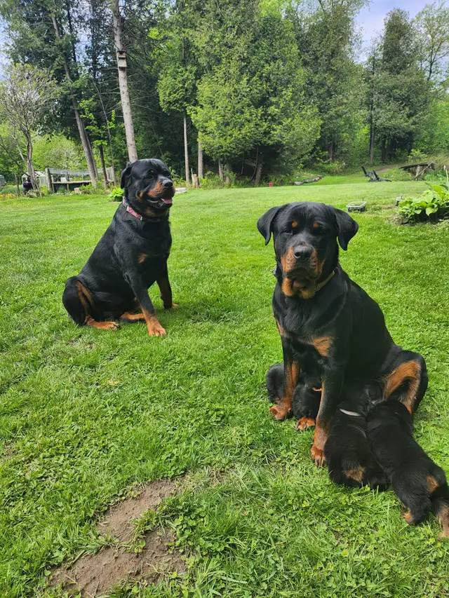 Purebred German Rottweiller puppies in Dogs & Puppies for Rehoming in Oshawa / Durham Region - Image 2