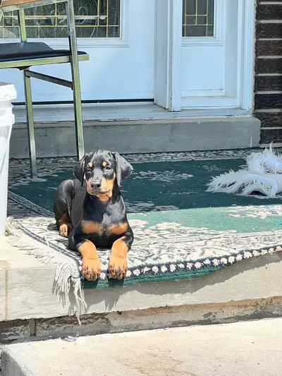 Doberman puppies, View more