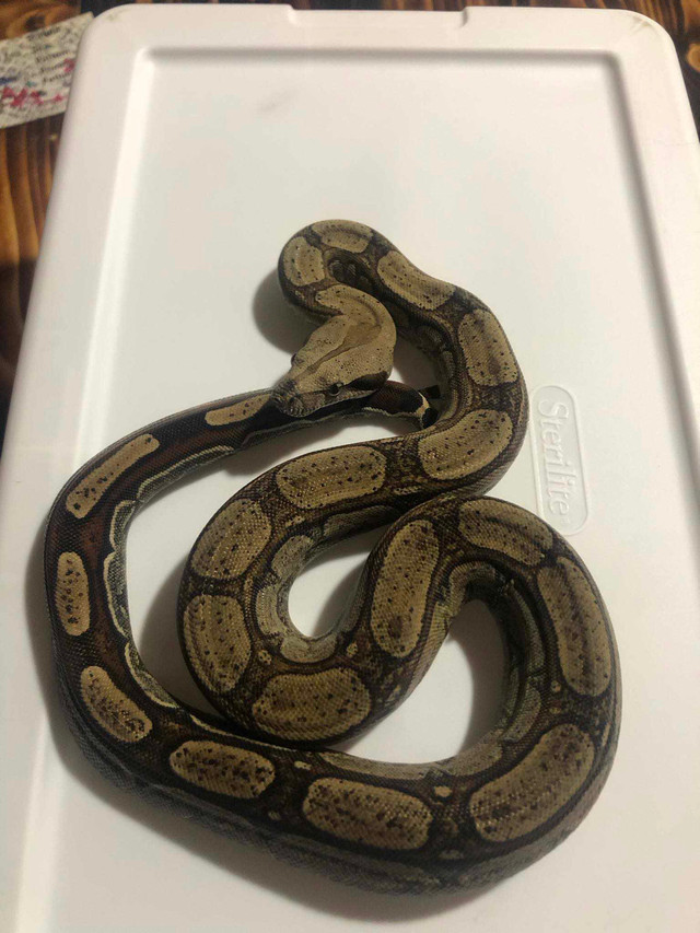 Boa rlt 37,5% b.c.c  dans Reptiles et amphibiens à adopter  à Drummondville - Image 3