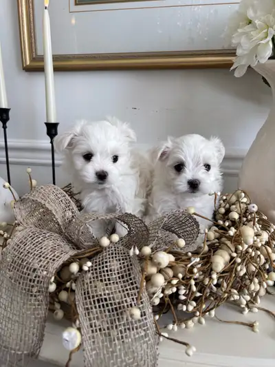 Beautiful Maltese Pups tiny  males, View more