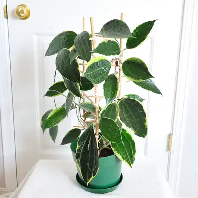 Healthy Hoya Latifolia Variegated / Macrophylla Plant on Trellis, View more