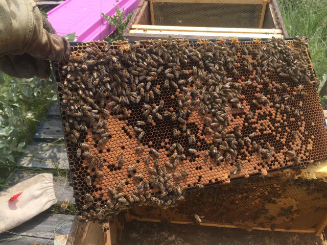 Honey bee nucs, hives, brood frames and queens for sale in Livestock in Brandon - Image 4