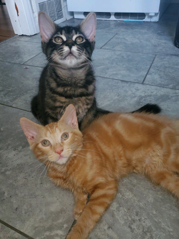 Two kittens 4 months old with full start up Cats & Kittens for