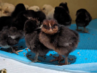 Silkies and Heritage mix Chicks 