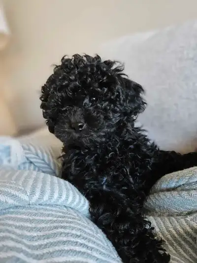Beautiful Pekapoo Puppy!, View more