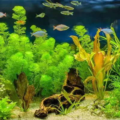 looking for aquarium plants/floater plants, View more