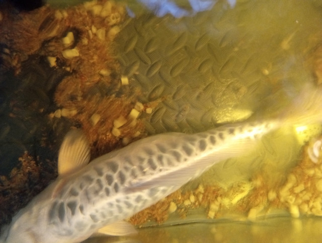 Ghost koi in Fish for Rehoming in Edmonton - Image 3