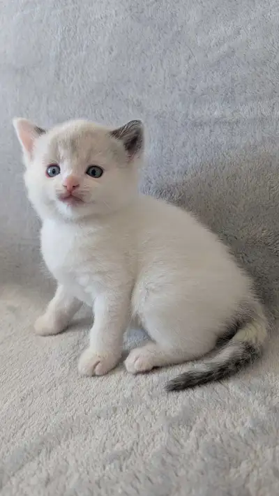 Ragdoll mix Kittens , View more