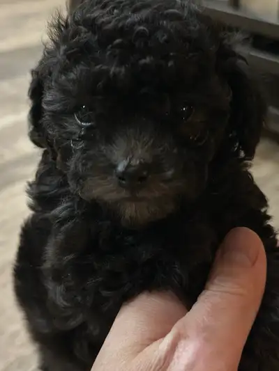1 Male 1 female toy poodle looking forever Home, View more