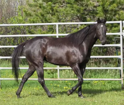 Quarter horses running cutting lines, View more