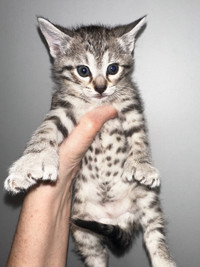 Highland Lynx/ Savannah kittens 