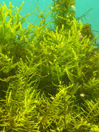 BRILLANT GREEN JAVA MOSS ON SPECIAL $3