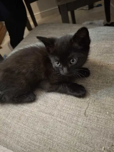 babe kittens  for sale, View more