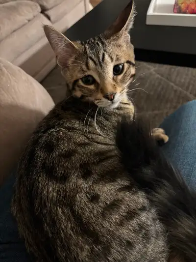 Maine Coon Kitten!, View more