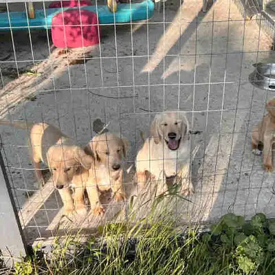 adorable labradoodle pups, View more