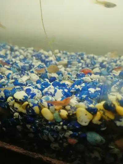 Cherry shrimps for sale, 2 for $1, View more