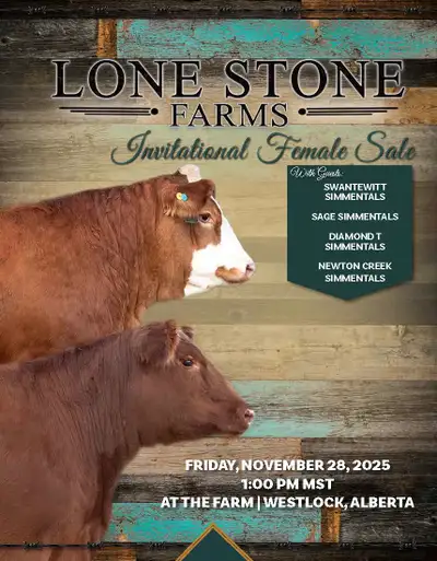 On offer 53 bred heifers, including 43 simmental (38 fullbloods, 4 red purebreds & 1 black purebred)...