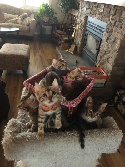 Bengal Kittens