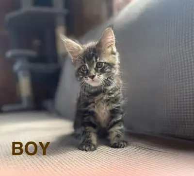 Purebred Maine Coon Kittens!, View more