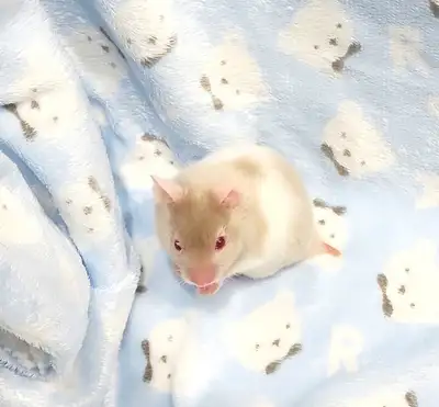 hamster syrien creme et blanc, View more