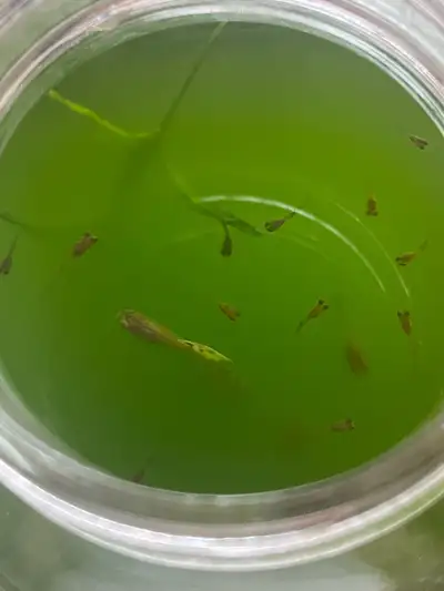 fry guppie “ random guppies random genders, View more