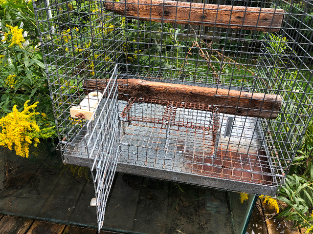 Large bird cages in Birds for Rehoming in Kitchener / Waterloo - Image 4