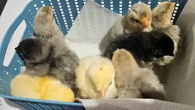 Marans, Opal Legbar and Wheaten Ameraucana Chicks, View more