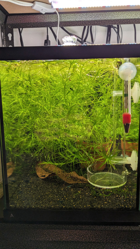 Guppy Grass - Plantes aquatiques pour aquarium dans Poissons à adopter  à Longueuil/Rive Sud - Image 2