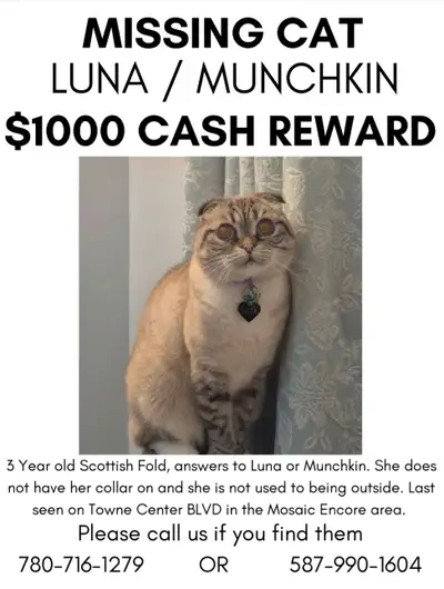 LOST CAT - Terwillegar - Scottish Fold/Siamese. PLEASE HELP, View more