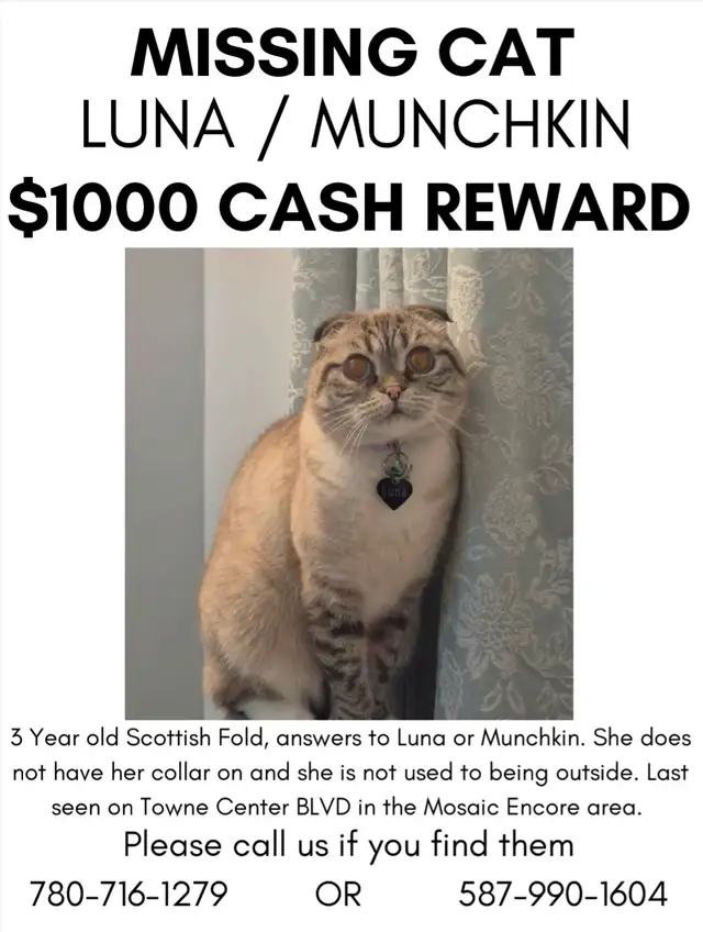 LOST CAT - Terwillegar - Scottish Fold/Siamese. PLEASE HELP in Lost & Found in Edmonton - Image 2