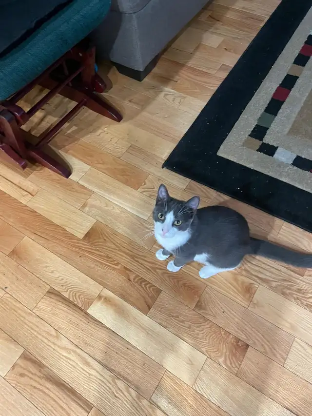 cat to rehome in Cats & Kittens for Rehoming in Oakville / Halton Region - Image 3