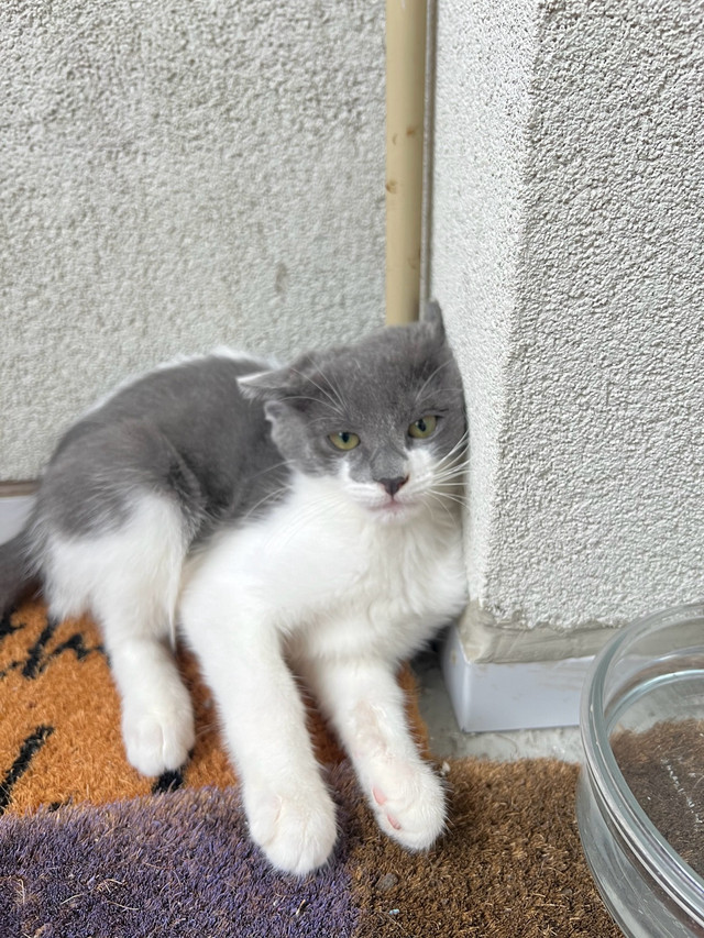 Grey&White Tabby Girl Cat  in Cats & Kittens for Rehoming in City of Toronto