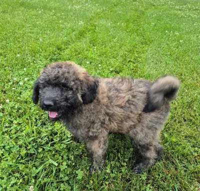 Shepherd/Rotti mix Poodle puppy for rehoming, View more