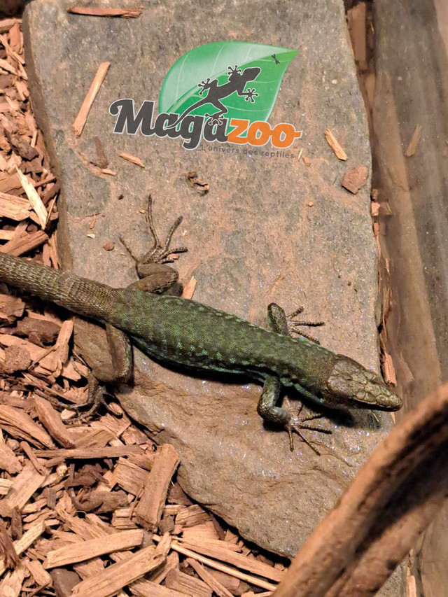 Lézard des ruines bleu Mâle CB 2022/Italian wall lizard in Reptiles & Amphibians for Rehoming in City of Montréal